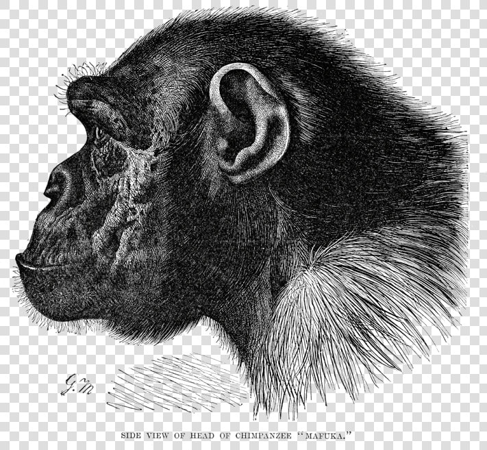 Chimpanzee Head   Chimpanzee Profile  HD Png DownloadTransparent PNG