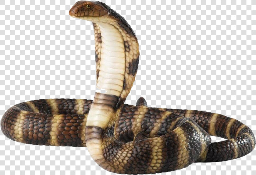 Viper Snake Png   Cobra Png  Transparent PngTransparent PNG