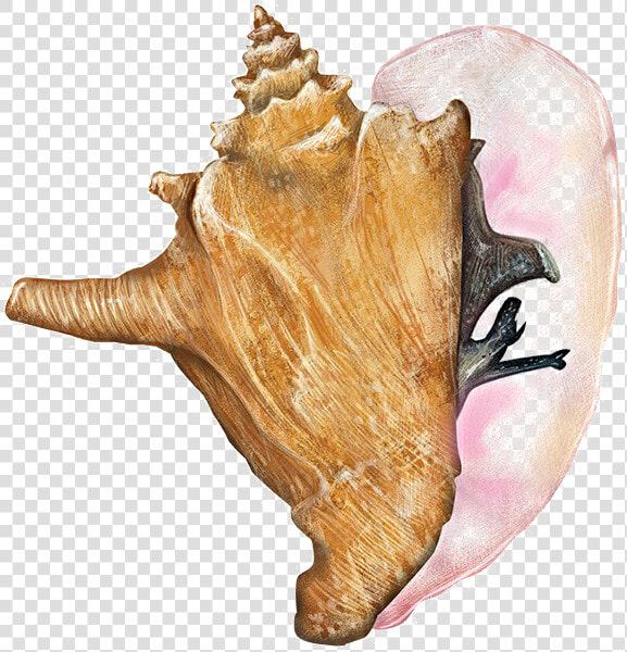 Transparent Conch Png   Queen Conch Transparent  Png DownloadTransparent PNG