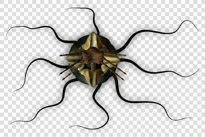 Dundjinni Egg Png  Transparent PngTransparent PNG