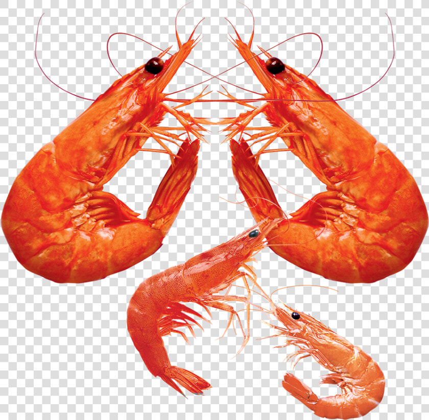 Shrimp Png Pic   Shrimp Png Transparent  Png DownloadTransparent PNG