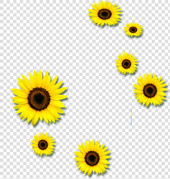 Common Sunflower Euclidean Vector Clip Art   Sunflower  HD Png DownloadTransparent PNG