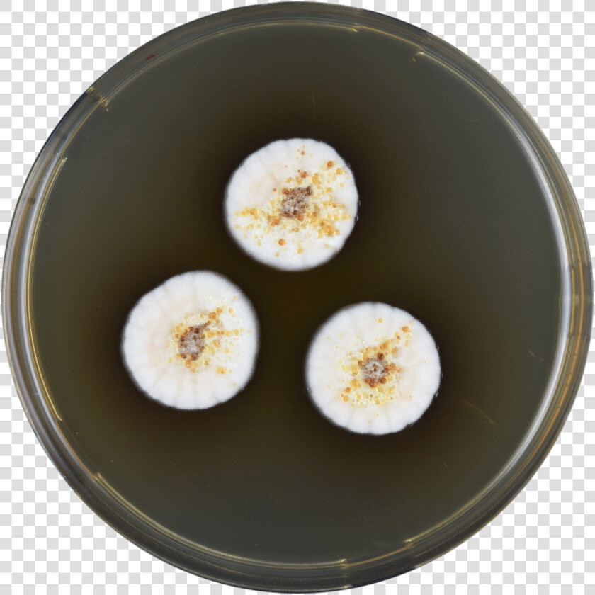 Aspergillus Capensis Meaox   Banana  HD Png DownloadTransparent PNG