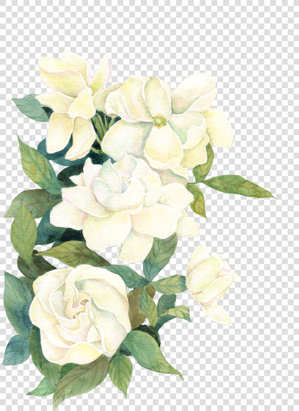 White Watercolor Flwoers   White Watercolor Flowers Transparent Background  HD Png DownloadTransparent PNG