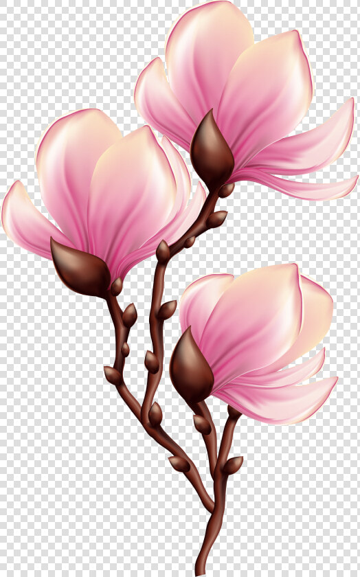 Beautiful Blooming Branch Transparent  HD Png DownloadTransparent PNG