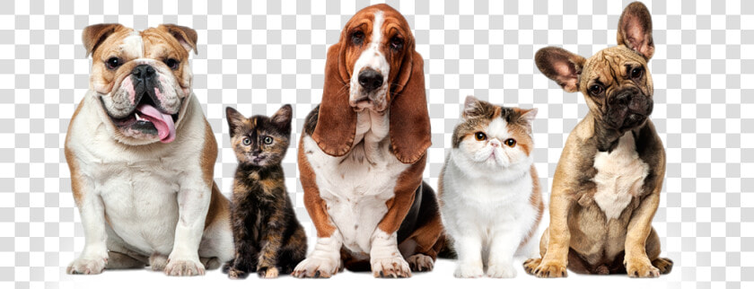 Dogs And Cats Pets  HD Png DownloadTransparent PNG