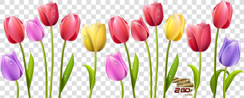 Jokingart Com   Tulip Flower Clipart Png  Transparent PngTransparent PNG