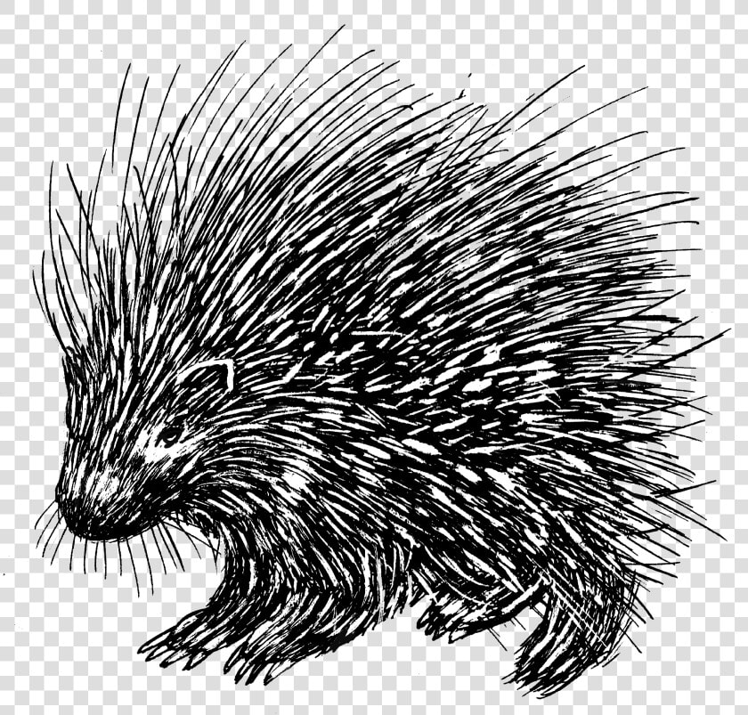 Porcupine 1   Porcupine Line Drawing  HD Png DownloadTransparent PNG