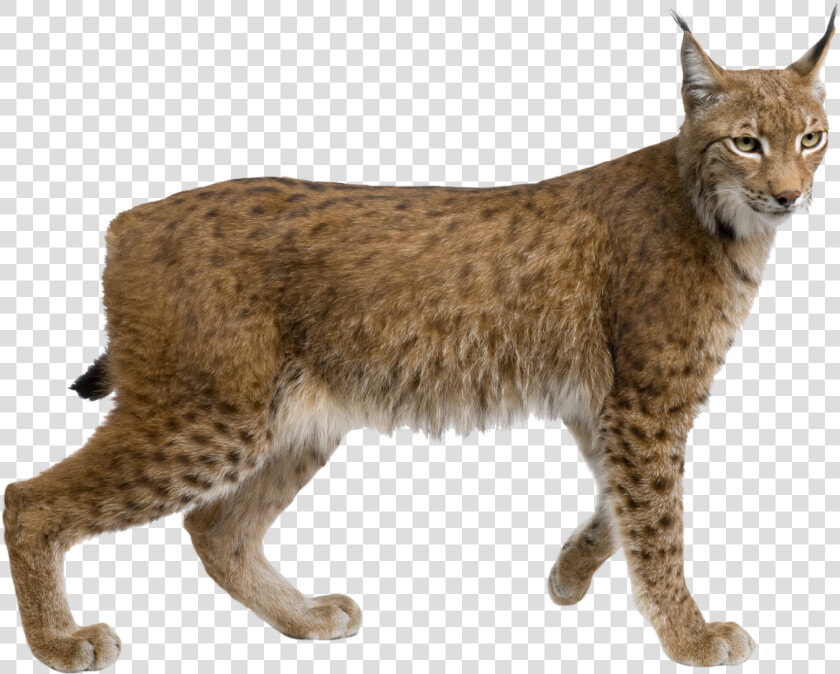 Lynx Png Picture   Lynx Png  Transparent PngTransparent PNG