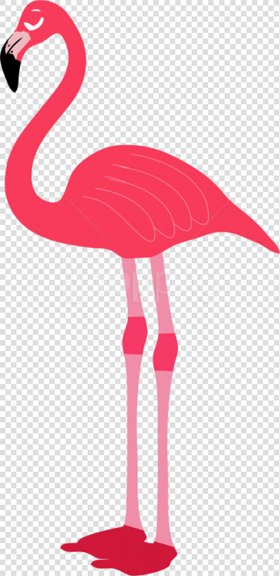 Free Png Download Flamingo Png Images Background Png   Transparent Background Flamingo Png  Png DownloadTransparent PNG