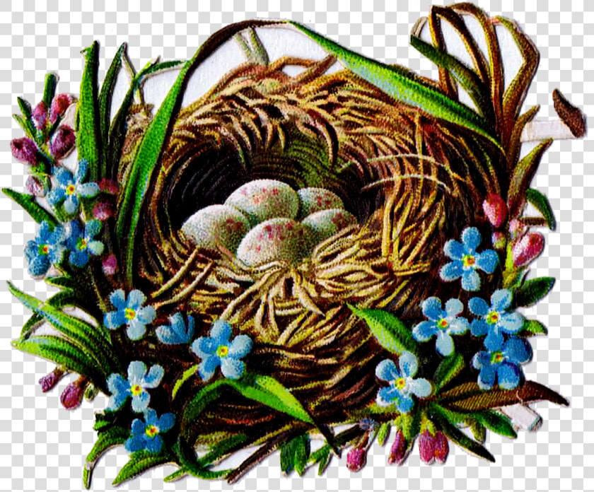 Bird Nest And Egg Graphics   Bird Nest  HD Png DownloadTransparent PNG