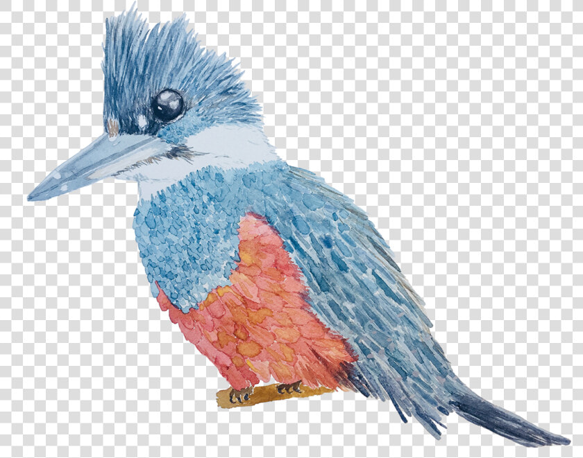 Belted Kingfisher   Png Download   Belted Kingfisher  Transparent PngTransparent PNG