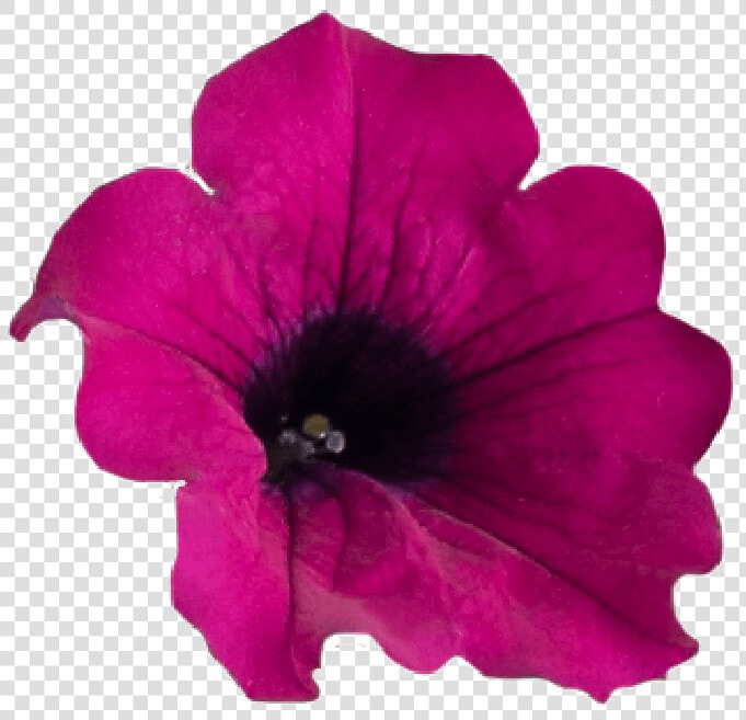 Flower Crown Png Purple   Petunia Png  Transparent PngTransparent PNG