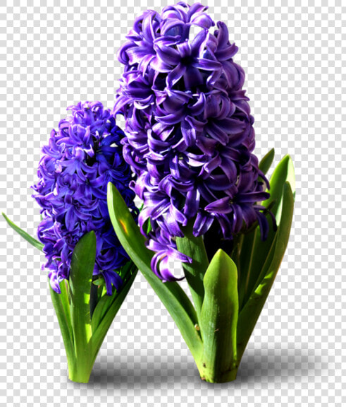 Hyacinth Flowers Png Transparent Background   Hyacinthus Orientalis Png  Png DownloadTransparent PNG