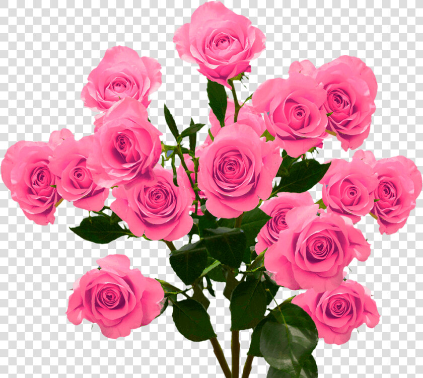 Hot Pink Spray Roses   Floribunda  HD Png DownloadTransparent PNG