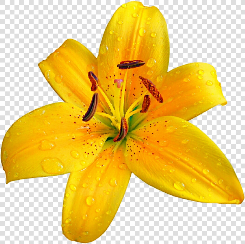 Lilium Bulbiferum Easter Lily Flower Clip Art   Orange Lily  HD Png DownloadTransparent PNG