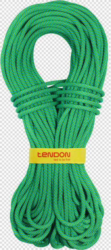 Tendon Master   Tendon  HD Png DownloadTransparent PNG