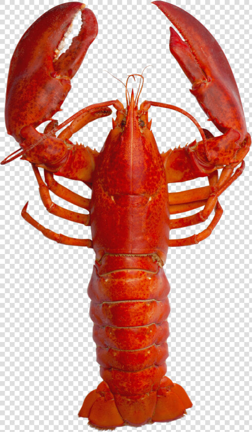 Andy Warhol Lobster Pop Art   Png Download   Transparent Background Lobster Png  Png DownloadTransparent PNG