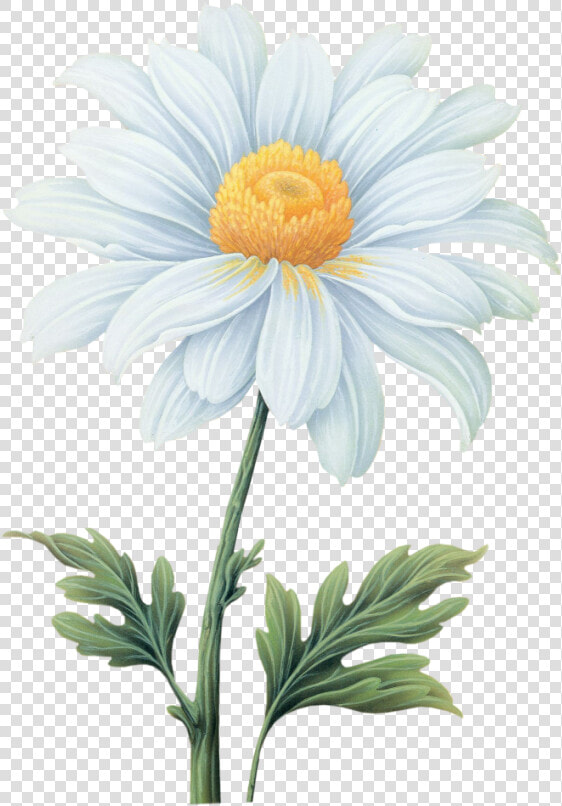 Common Daisy Flower Transvaal Daisy   Daisy Flower Watercolor Transparent Background  HD Png DownloadTransparent PNG