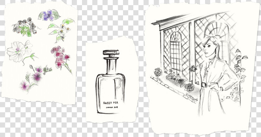 Peas Drawing Sweet Pea   Glass Bottle  HD Png DownloadTransparent PNG