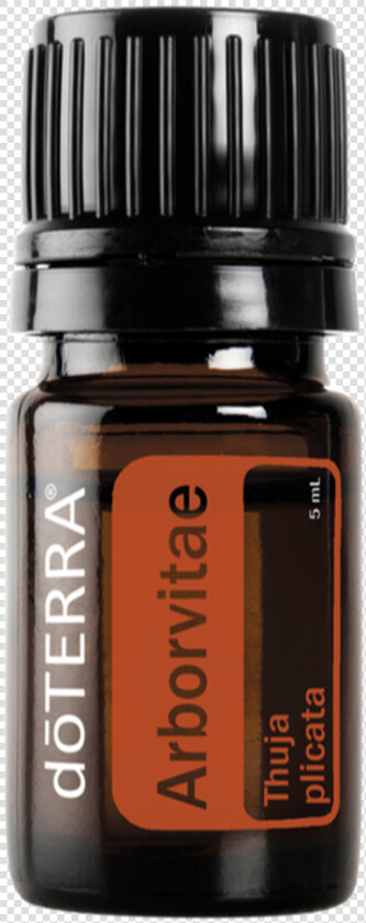 Arborvitae Doterra  HD Png DownloadTransparent PNG