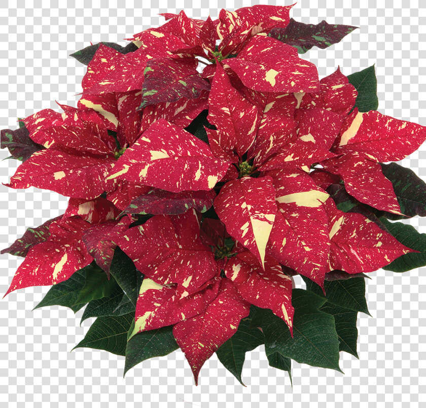 Primero Red Glitter    Poinsettia  HD Png DownloadTransparent PNG