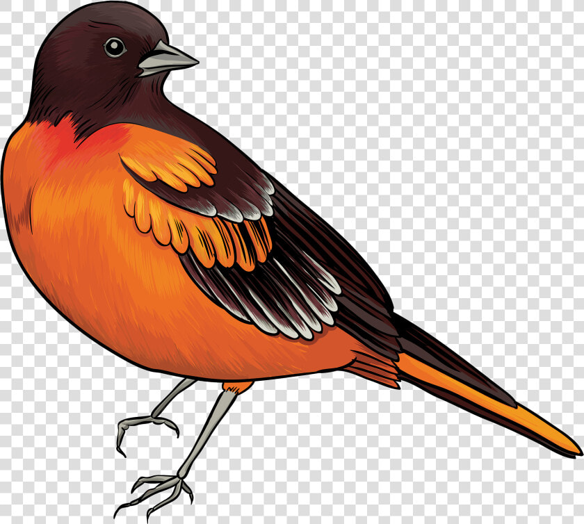 Black And Orange Bird Png Clipart   Clip Art Of Bird  Transparent PngTransparent PNG