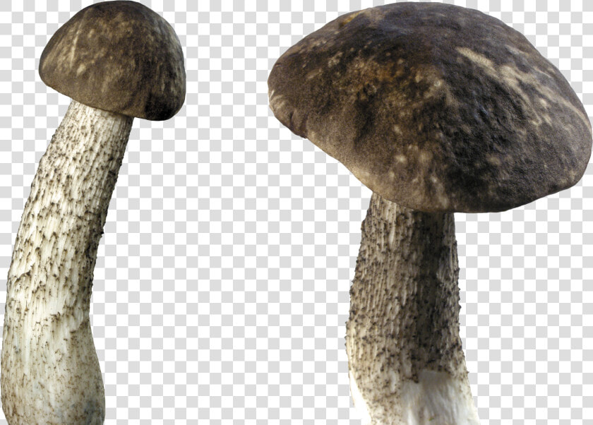 Dark Mushroom   Mushroom Transparent Background  HD Png DownloadTransparent PNG