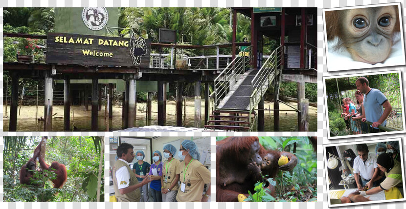 Bukit Merah Orangutan Island  HD Png DownloadTransparent PNG