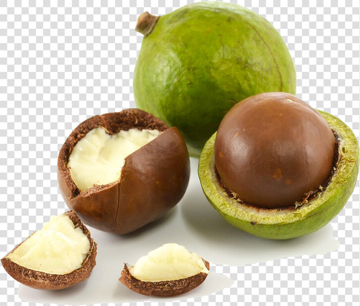 Transparent Nuts Png   Macadamia Png  Png DownloadTransparent PNG