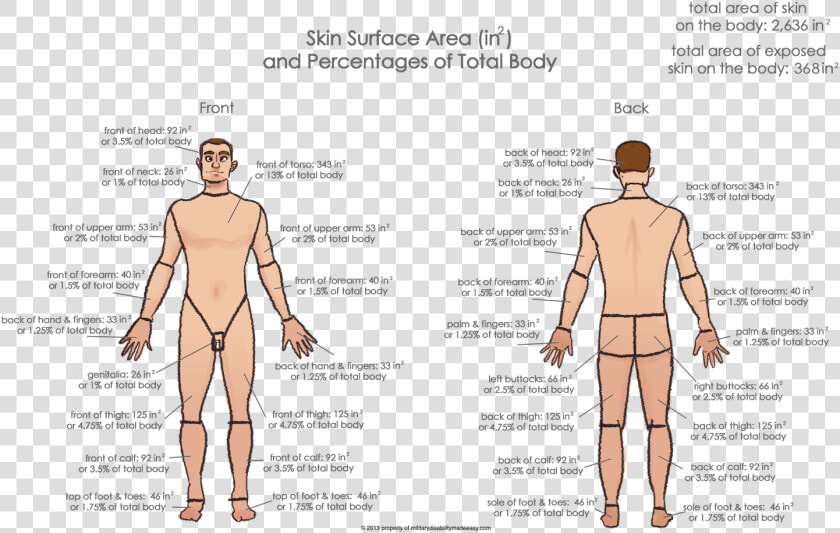 Back Pain   Png Download   Va Disability Percentage Chart  Transparent PngTransparent PNG