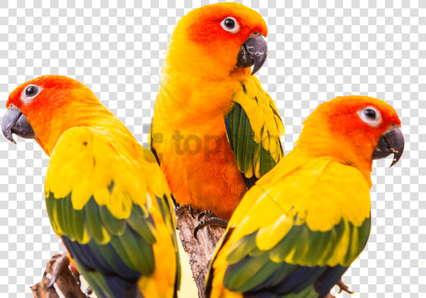 Free Png Sun Conure Bird Png Image With Transparent   Sun Conure Green Cheek Conure  Png DownloadTransparent PNG