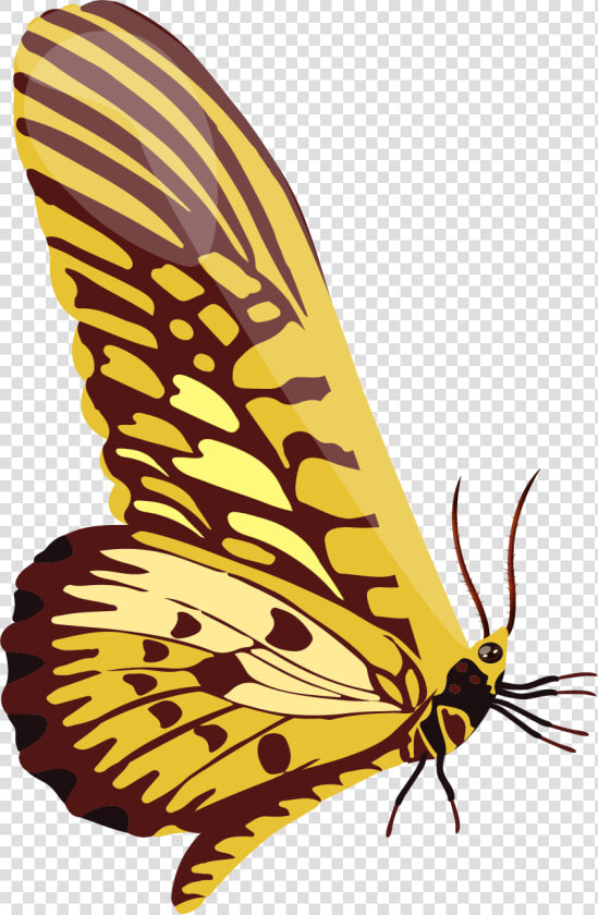 Swallowtail Butterfly  HD Png DownloadTransparent PNG