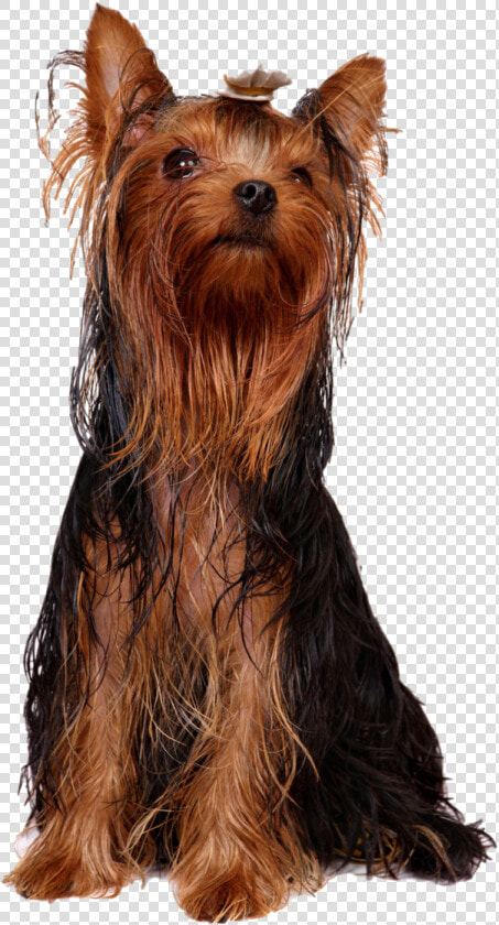 Yorkshire Terrier Australian Silky Terrier Australian   Yorkie Oily Hair  HD Png DownloadTransparent PNG