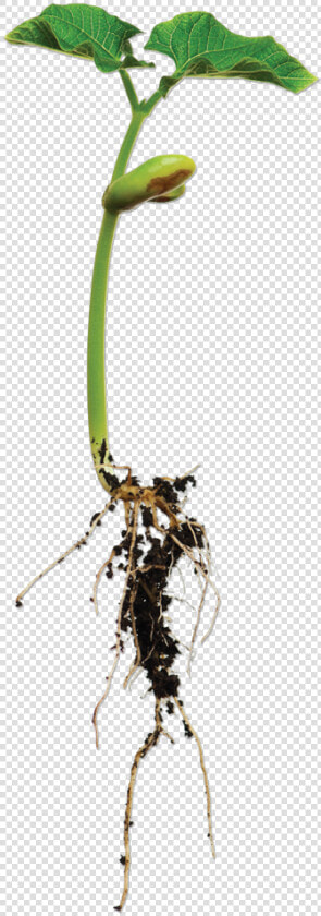 Bean Plant Png   Bean Plant With Root  Transparent PngTransparent PNG