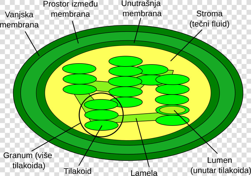 Structure Of Chloroplast  HD Png DownloadTransparent PNG