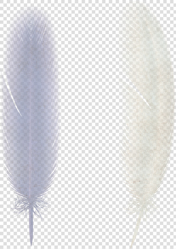 Free Download Of Feather Png Image Without Background   Feather Png  Transparent PngTransparent PNG