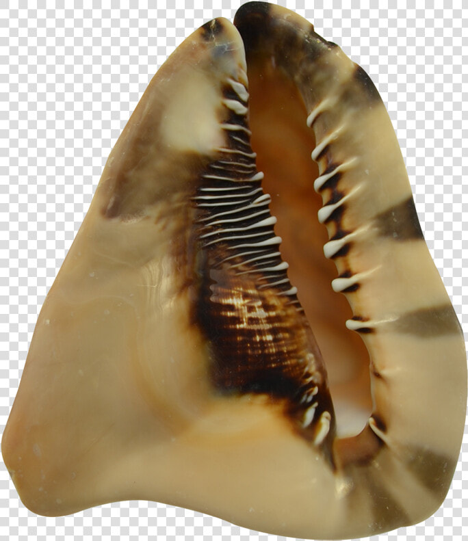 King Helmet Decorative Conch Shell 7 8   Conch  HD Png DownloadTransparent PNG