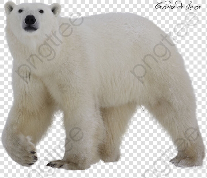 White Polar Bear Polar Bear Clipart Transparent Background   Polar Bear With No Background  HD Png DownloadTransparent PNG