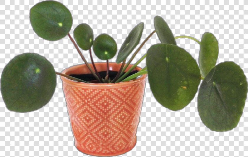  plant  aesthetic  arthoe  planthoe  plants  flower   Flowerpot  HD Png DownloadTransparent PNG