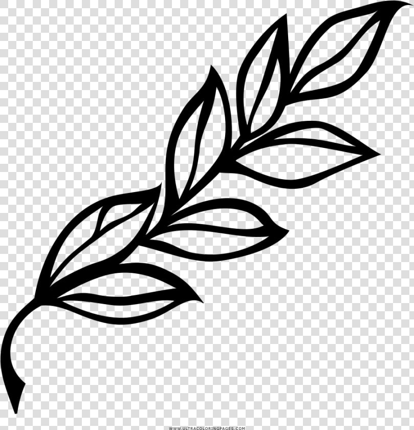 Laurel Branch Coloring Page   Laurel Leaf Black And White  HD Png DownloadTransparent PNG