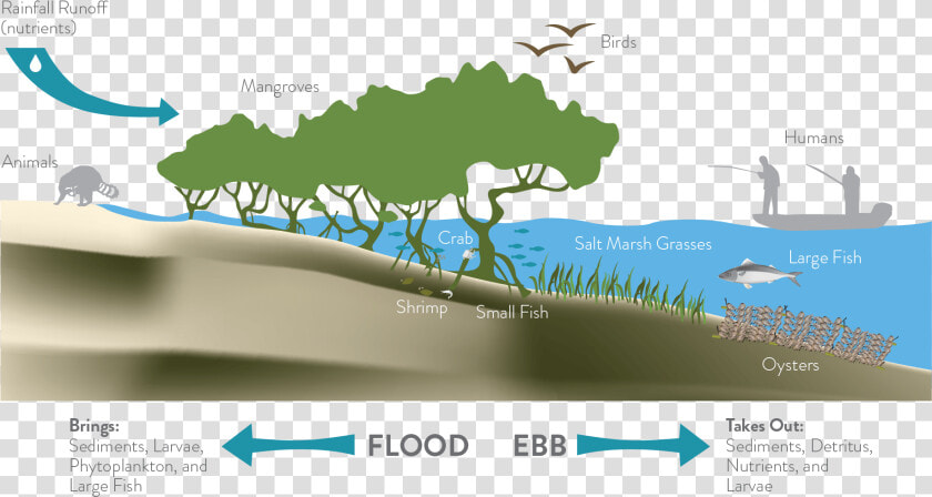 The Living Shoreline Infographic   Living Shoreline  HD Png DownloadTransparent PNG