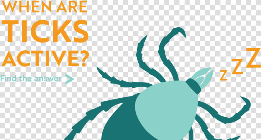 When Are Ticks Active Find The Answer   Insect  HD Png DownloadTransparent PNG