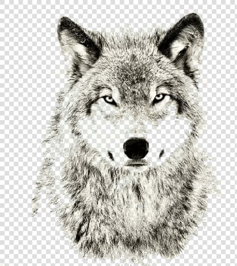 Wolves Don T Lose Sleep Over Opinions  HD Png DownloadTransparent PNG