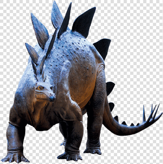 Triceratops  HD Png DownloadTransparent PNG