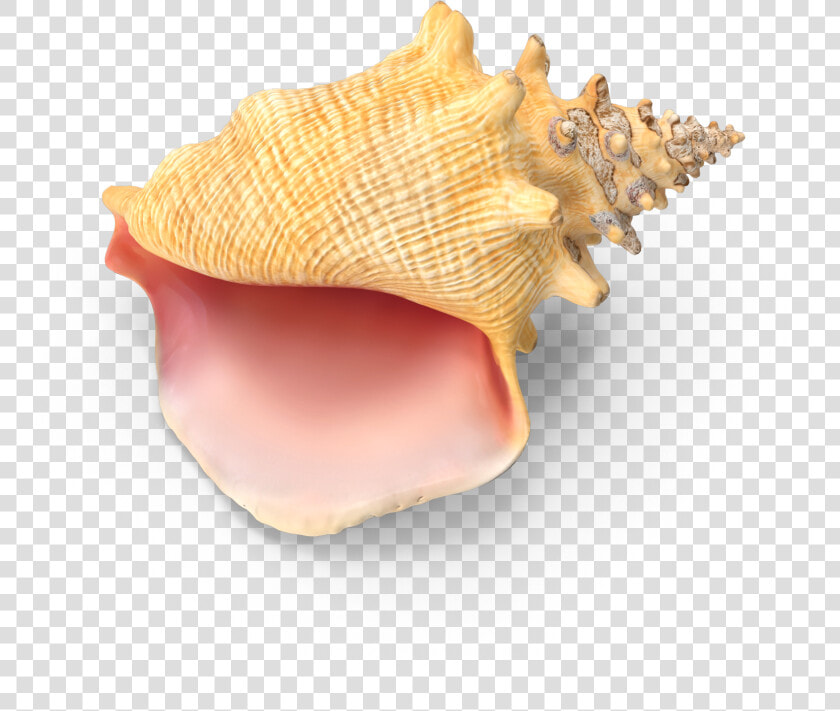 Conch   Png Download   Shell  Transparent PngTransparent PNG