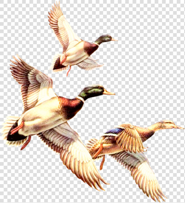  duck  ducks  gooses  geese  bird  birds  goosebombs   Free Clipart Ducks  HD Png DownloadTransparent PNG