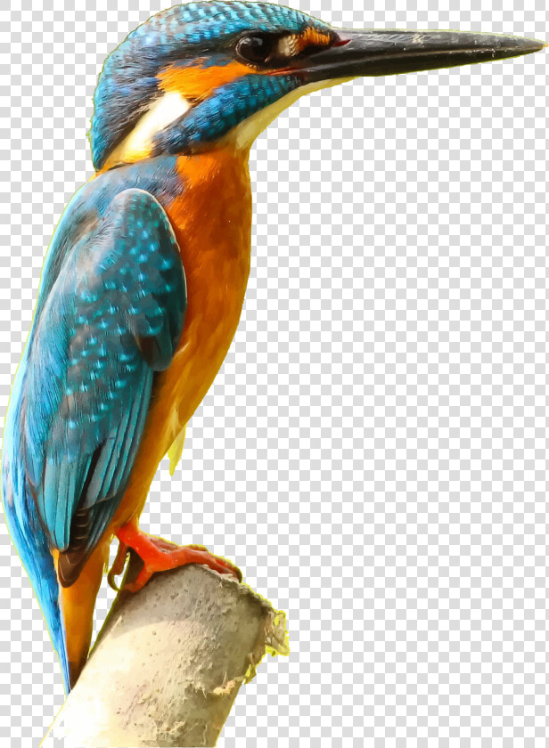 Kingfisher Png Picture   Kingfisher Png  Transparent PngTransparent PNG