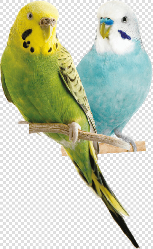 Parrot   Parakeet Png  Transparent PngTransparent PNG