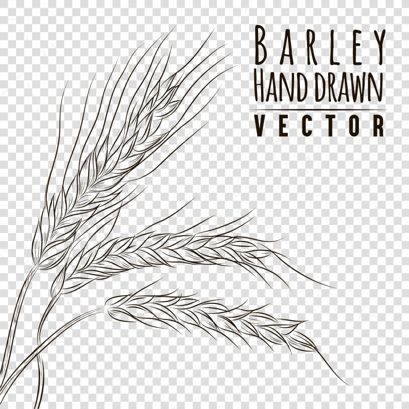 Collection Of Free Grass Drawing Sketch   Line Drawing Wheat  HD Png DownloadTransparent PNG